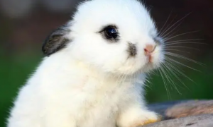 兔子想和你玩的表现