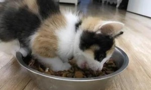 如何给猫咪吃干狗粮不吐呢
