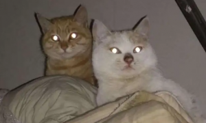 猫的眼睛到了晚上为什么会发光呢
