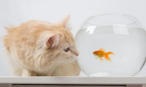 猫咪为什么要蹲在鱼缸里边