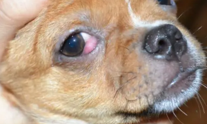 犬瘟眼睛的症状图片