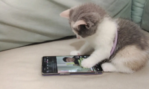 为什么猫喜欢玩手机
