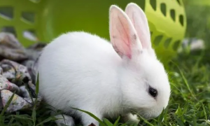 兔子可以吃兔粮吗?