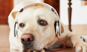 狗狗爱上音乐怎么回事