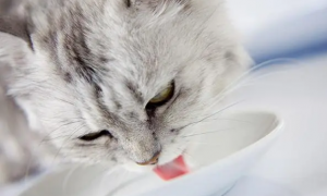 猫咪补益生菌的作用