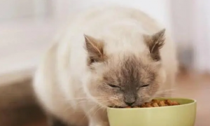 猫粮正常多少钱一斤