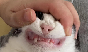 猫咪长牙会难受吗为什么呢