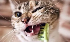 猫咪刷牙为什么有腥味呢怎么回事