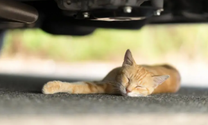 猫咪为什么在车底下睡觉呢