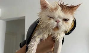宠物猫洗澡价钱