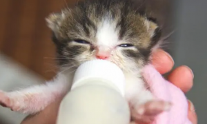 为什么小猫咪爱吃奶