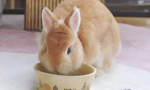 8斤兔子一天喂多少兔粮