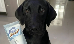 两个月狗狗可以吃营养膏吗