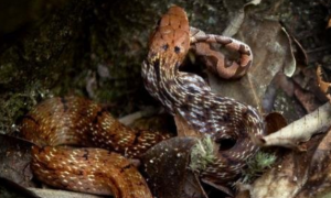 五步蛇为什么怕王锦蛇