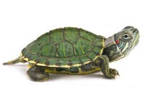 巴西龟放生池塘会死吗
