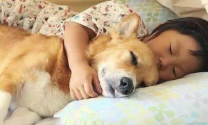 狗狗和人分开睡会难过吗