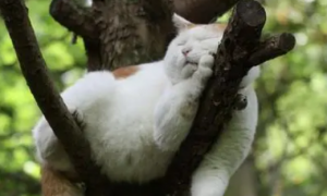 猫咪死为什么要挂在树上