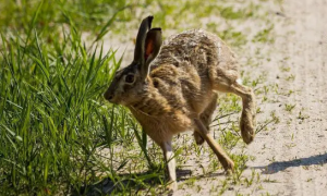兔子忽然快速的跑来跑去