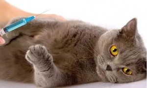 猫咪为什么舔自己的血尿呢