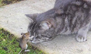 猫咪不会抓老鼠吗为什么呢