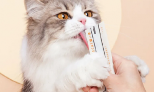 猫条能给猫咪补充营养吗