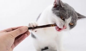 猫咪需要磨牙吗