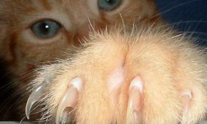 猫咪指甲老是出血是为什么