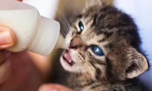 猫咪可以喝人类的奶粉吗