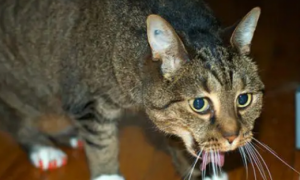 为什么猫咪老是吞咽口水