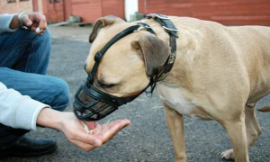 为什么狗狗头上要戴罩子