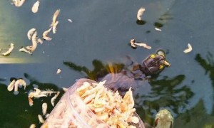 乌龟能吃干虾米吗