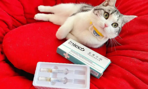 猫咪为什么要打疫苗和驱虫药