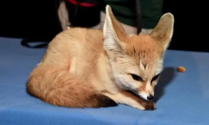 日本可以养耳廓狐吗
