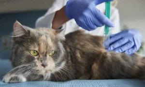 为什么要给猫咪打疫苗针