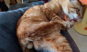 为什么猫喜欢咬自己的腿