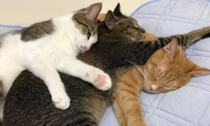 猫为什么喜欢靠着猫咪睡