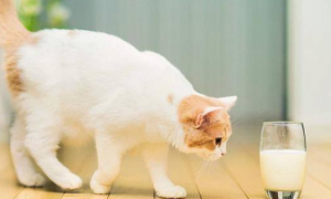 固体酸奶怎么给猫吃