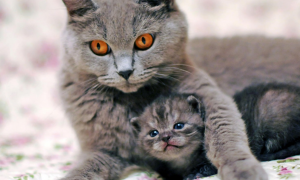 小猫记得猫妈妈吗