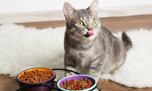 为什么猫咪不爱吃主食了怎么回事