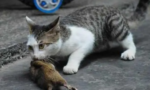 为什么猫咪老是吃老鼠呢怎么回事