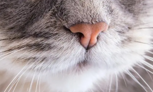 猫咪鼻子烫是为什么呢