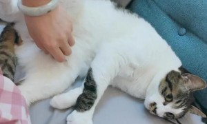 猫咪为什么睡觉不让摸肚子呢