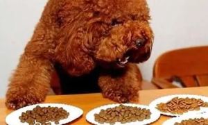 怎么判断狗狗吃多少狗粮
