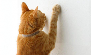 为什么墙壁会对猫咪好啊