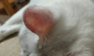 猫的耳朵红是什么原因