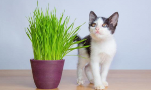 猫草和猫草粒哪个好