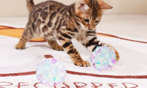 猫咪为什么那么喜欢纸球呢