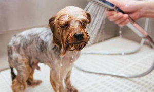 给狗洗澡多少钱一次