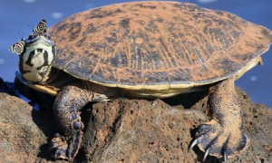 12种蟾头龟有哪些