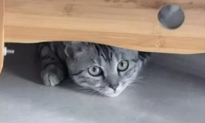 猫咪为什么老是躲在沙发底下